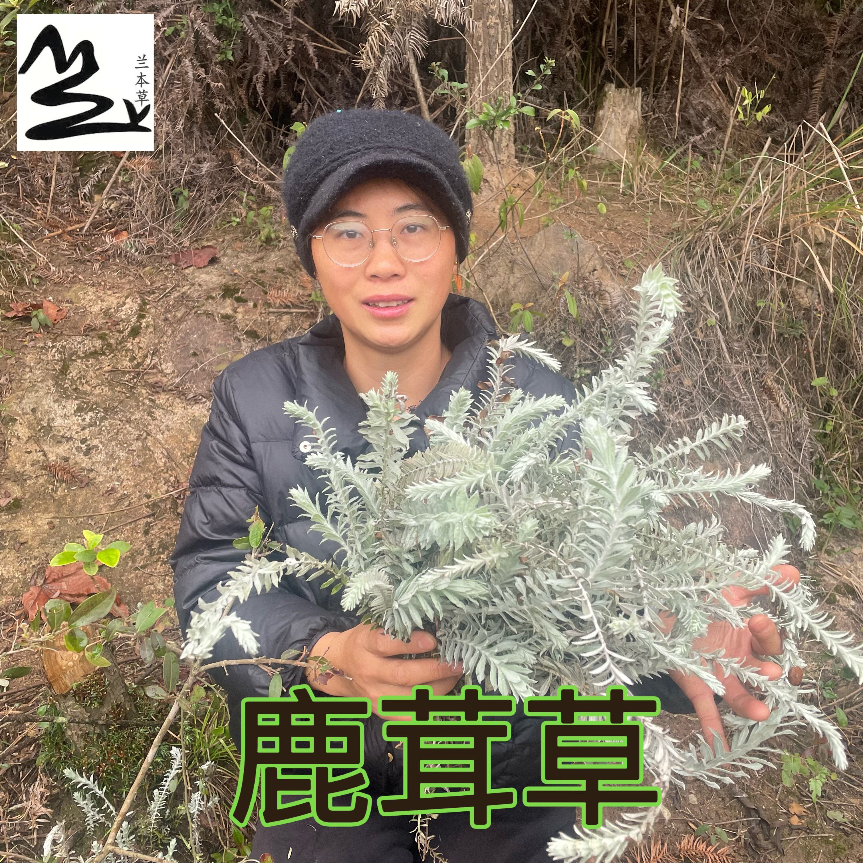 福建鹿茸草 千年艾 六月霜 千年霜 沙氏鹿茸草中草药250克