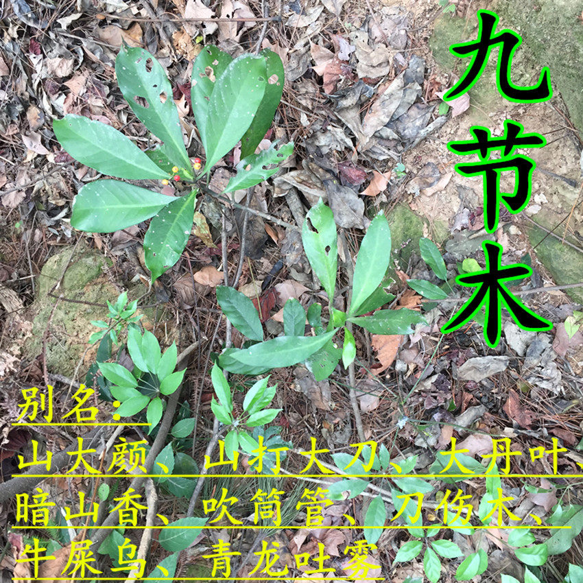 九节木 山大颜 大罗伞 暗山香 山打大刀 大丹叶 刀伤木中草药