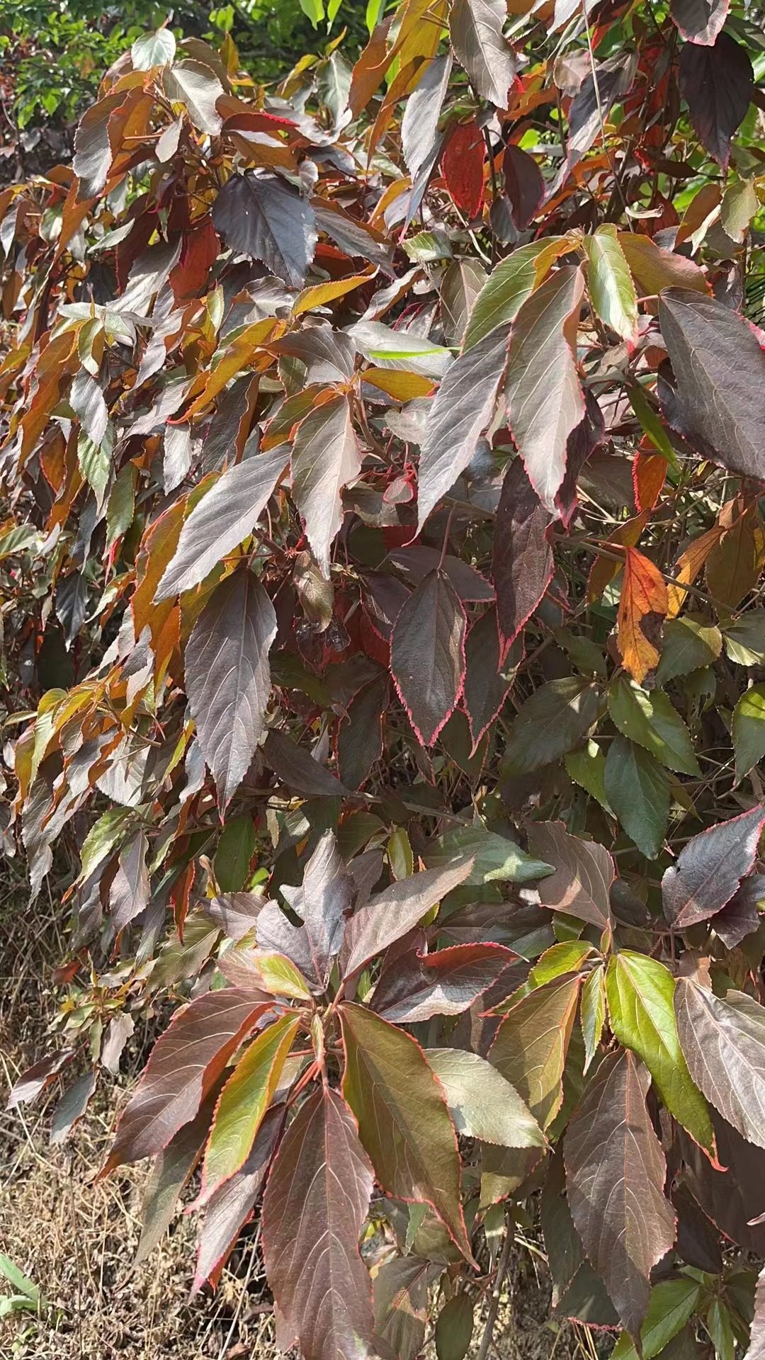 包邮红桑叶 深山金边红桑叶 金边红桑叶 金边桑叶发新鲜枝叶