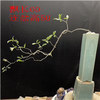 海岛小叶红芽春花盆景石斑木盆景老桩小叶春花盆景海岛春花