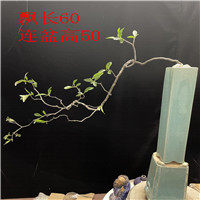 海岛小叶红芽春花盆景石斑木盆景老桩小叶春花盆景海岛春花