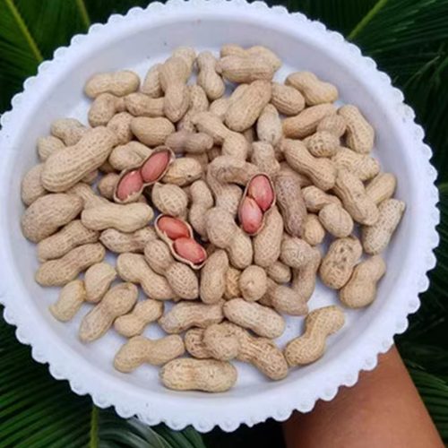 乡下人|生小花生 红衣花生 农家自种香浓本味