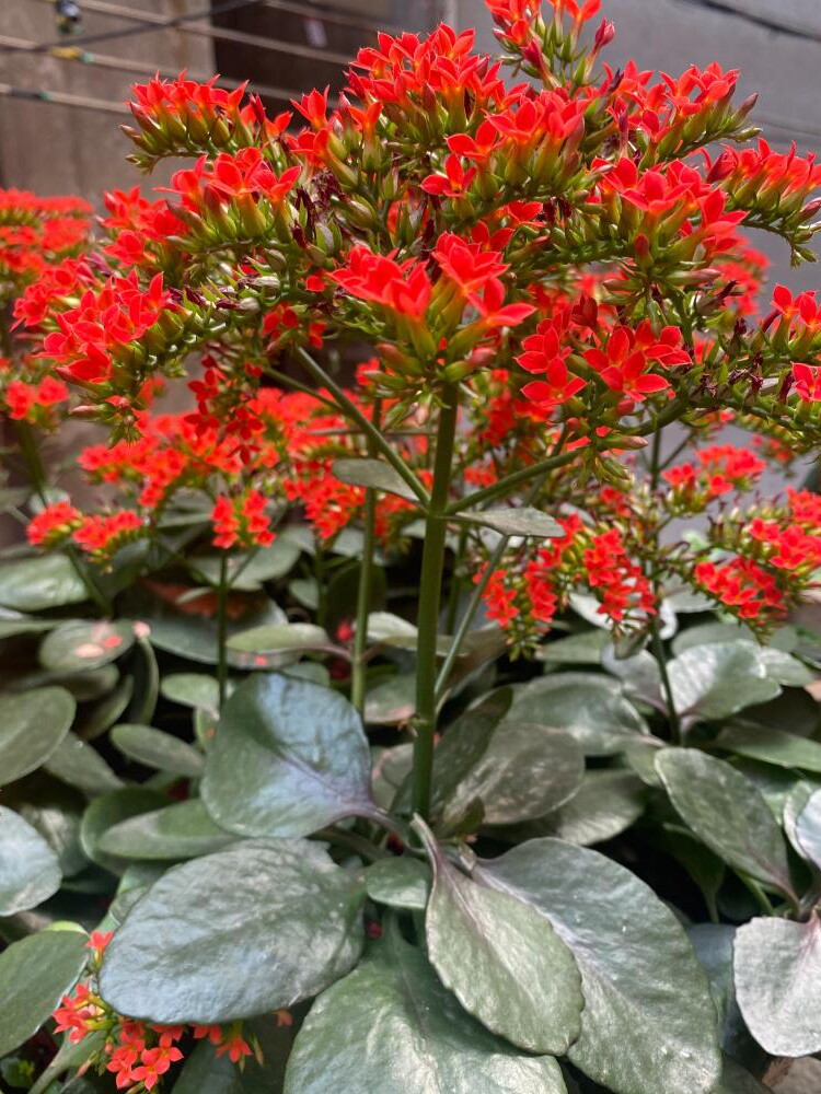 凤尾长寿花苗35-40cm带花一年苗老品种大叶红单花卉易养户外盆栽1