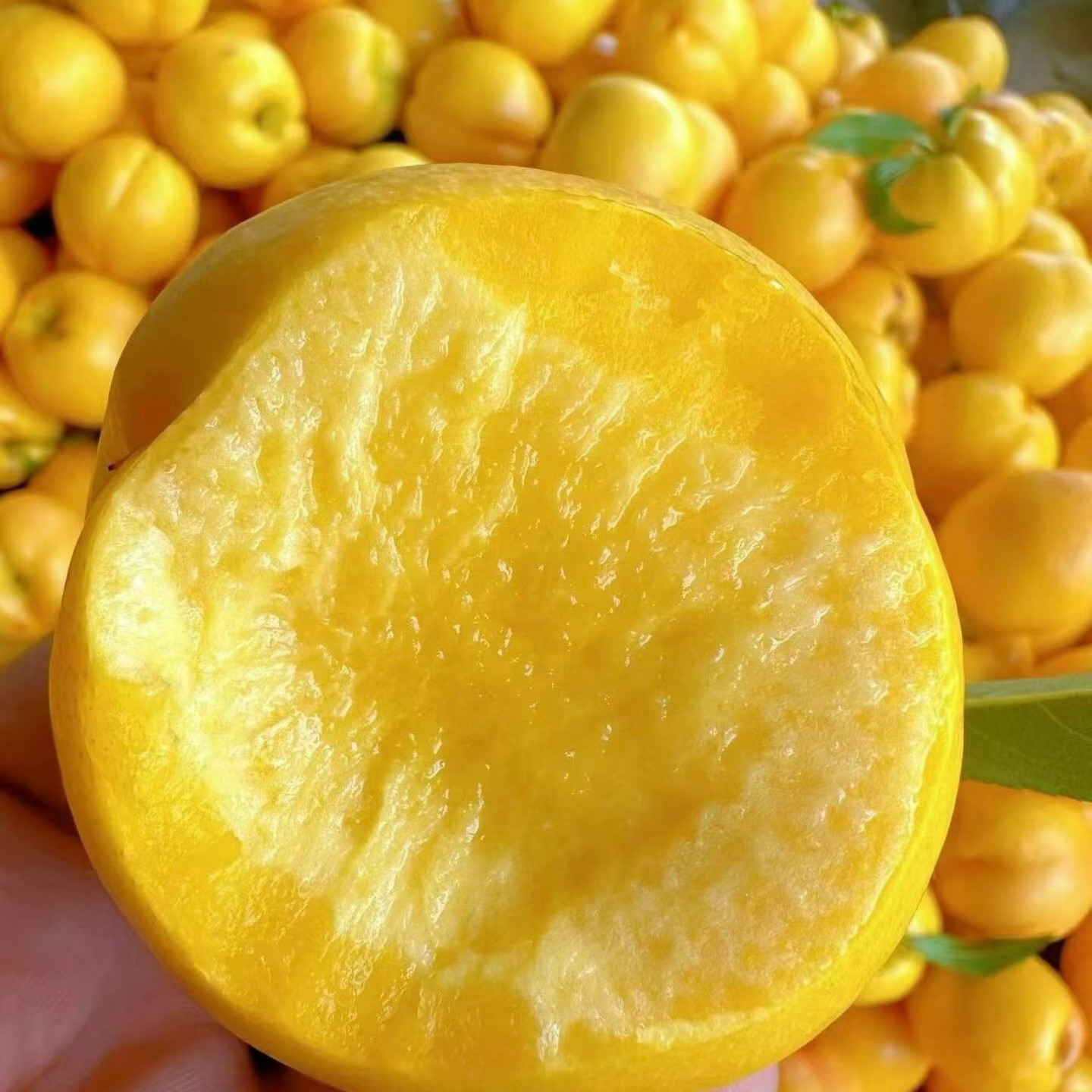 蒙阴黄菊油油桃芒果黄金油桃软硬两吃当天现摘现发坏果包赔