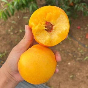 蒙阴黄菊油油桃芒果黄金油桃软硬两吃当天现摘现发坏果包赔