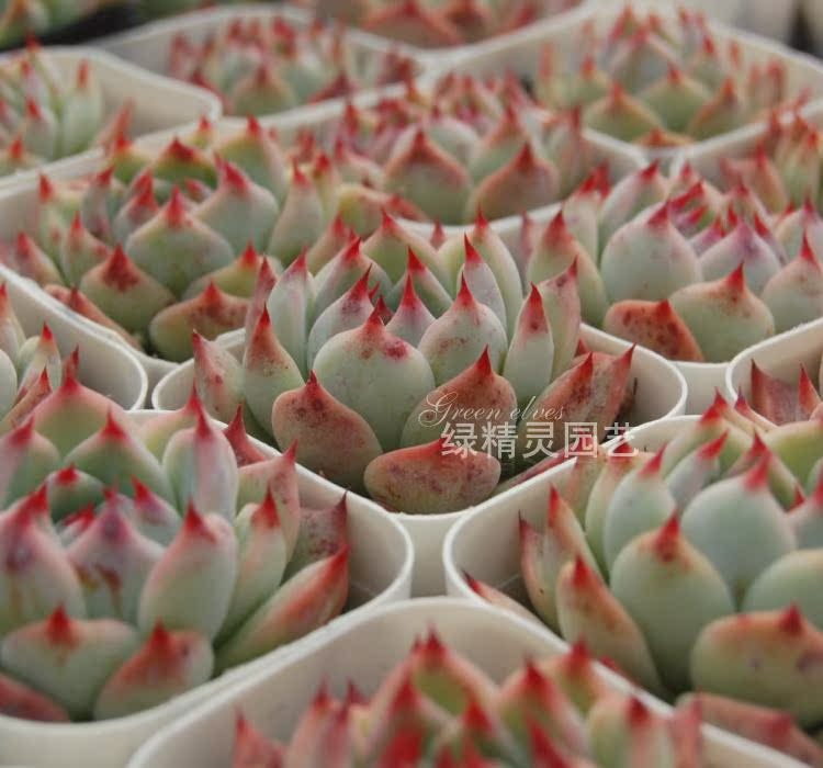 绿精灵园艺多肉植物 精养 吉娃莲吉娃娃 直径5厘米左右