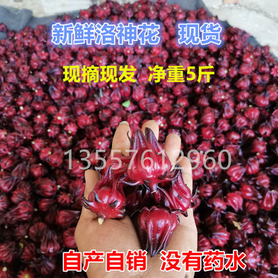 新鲜洛神花玫瑰茄现摘鲜果包邮