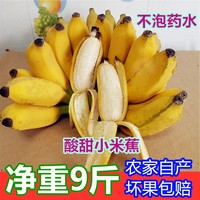 廣西小米蕉新鮮香蕉焦酸甜皇帝蕉