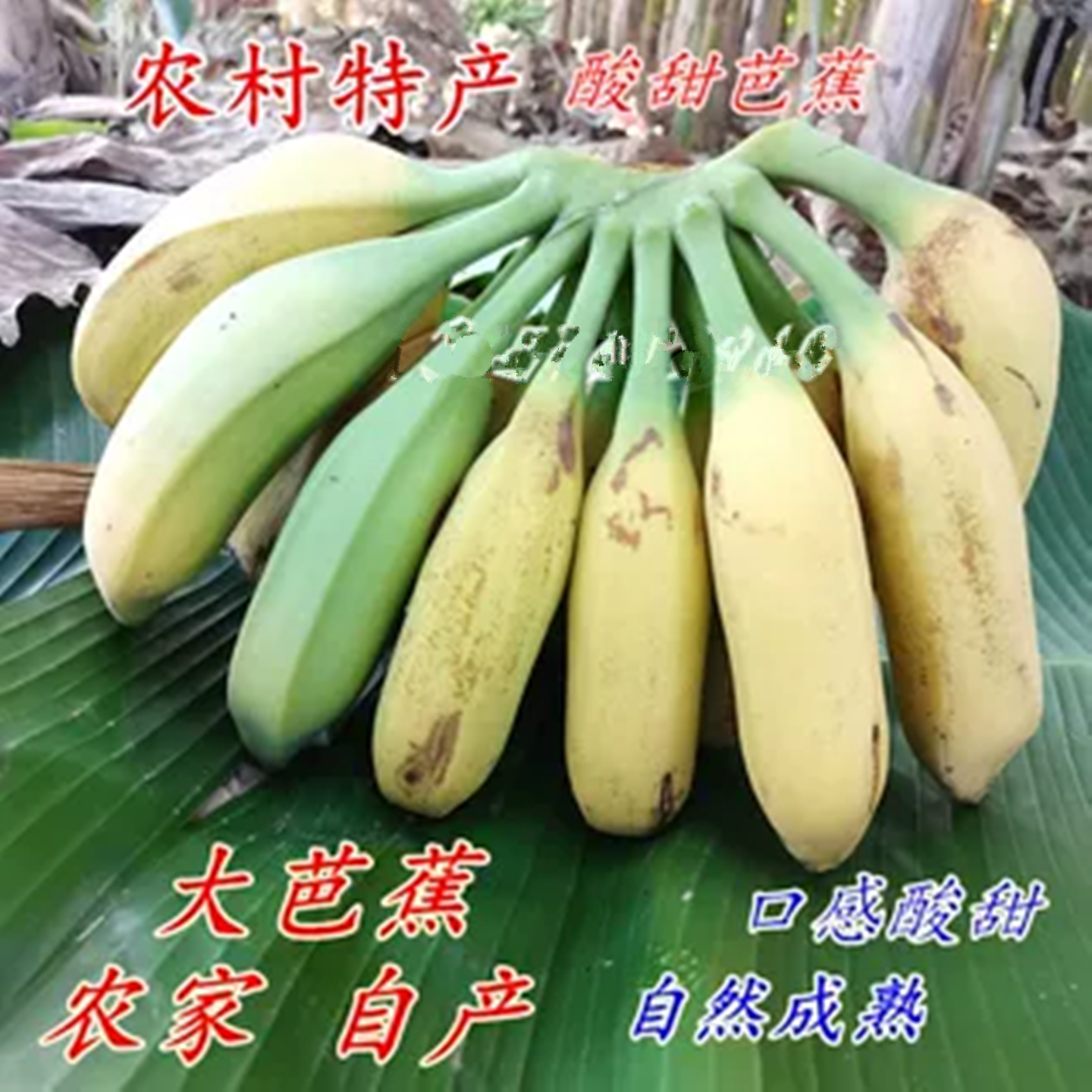 广西酸甜大芭蕉农家自产芭蕉包邮