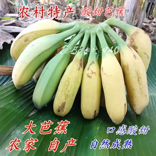 野生酸甜巴蕉牛角蕉芭蕉 包邮 广西酸甜大芭蕉新鲜水果芭蕉5斤 10斤