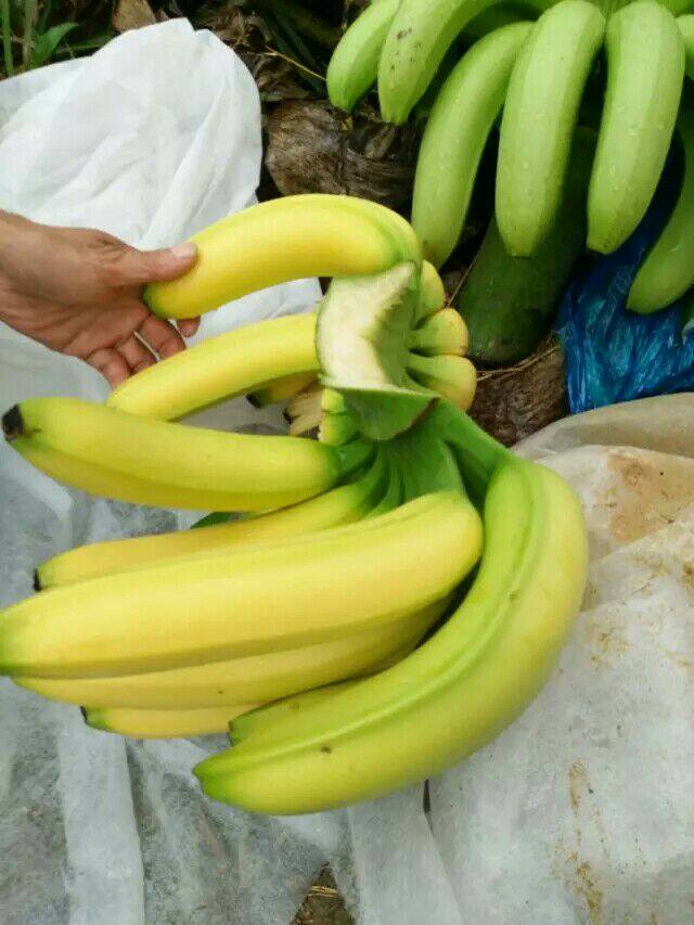 广西新鲜香蕉威廉斯香蕉5—9斤净重banana当季自然熟香蕉芝麻香蕉