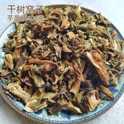 干树窝子干芋头苗杆子树禾子