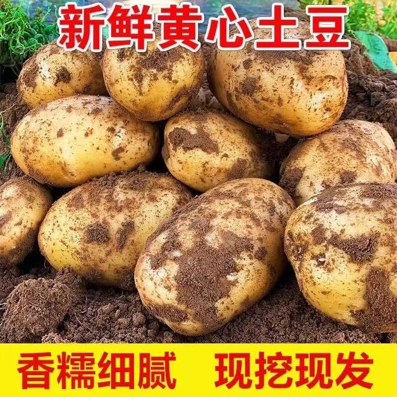 885东北黄心土豆东北农产品沙瓤
