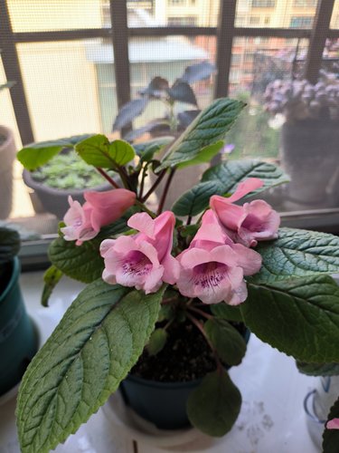 迷套晚礼服苦苣苔盆栽室内阳台花卉观花盆栽适合室内养的花