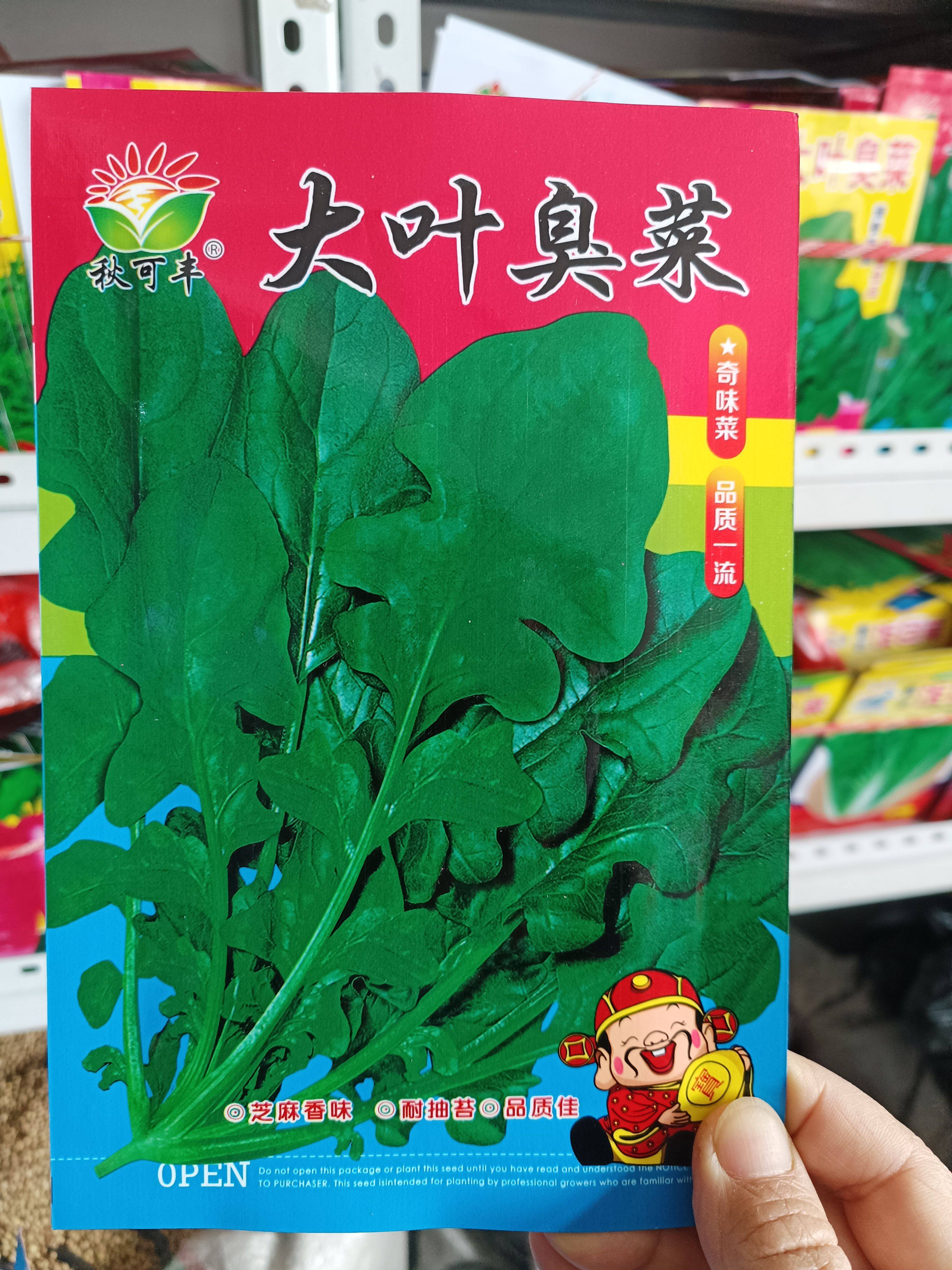 大叶臭菜种子东北蘸酱菜种子蔬菜种子