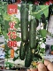 黑仔06黄瓜种子节节有瓜