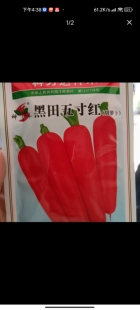 【黑田五寸红胡萝卜】4000粒种子甜脆水果萝卜蔬菜种子
