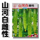 菜园蔬菜种子 正宗五常山河白种子 雌性山河和白黄瓜种子