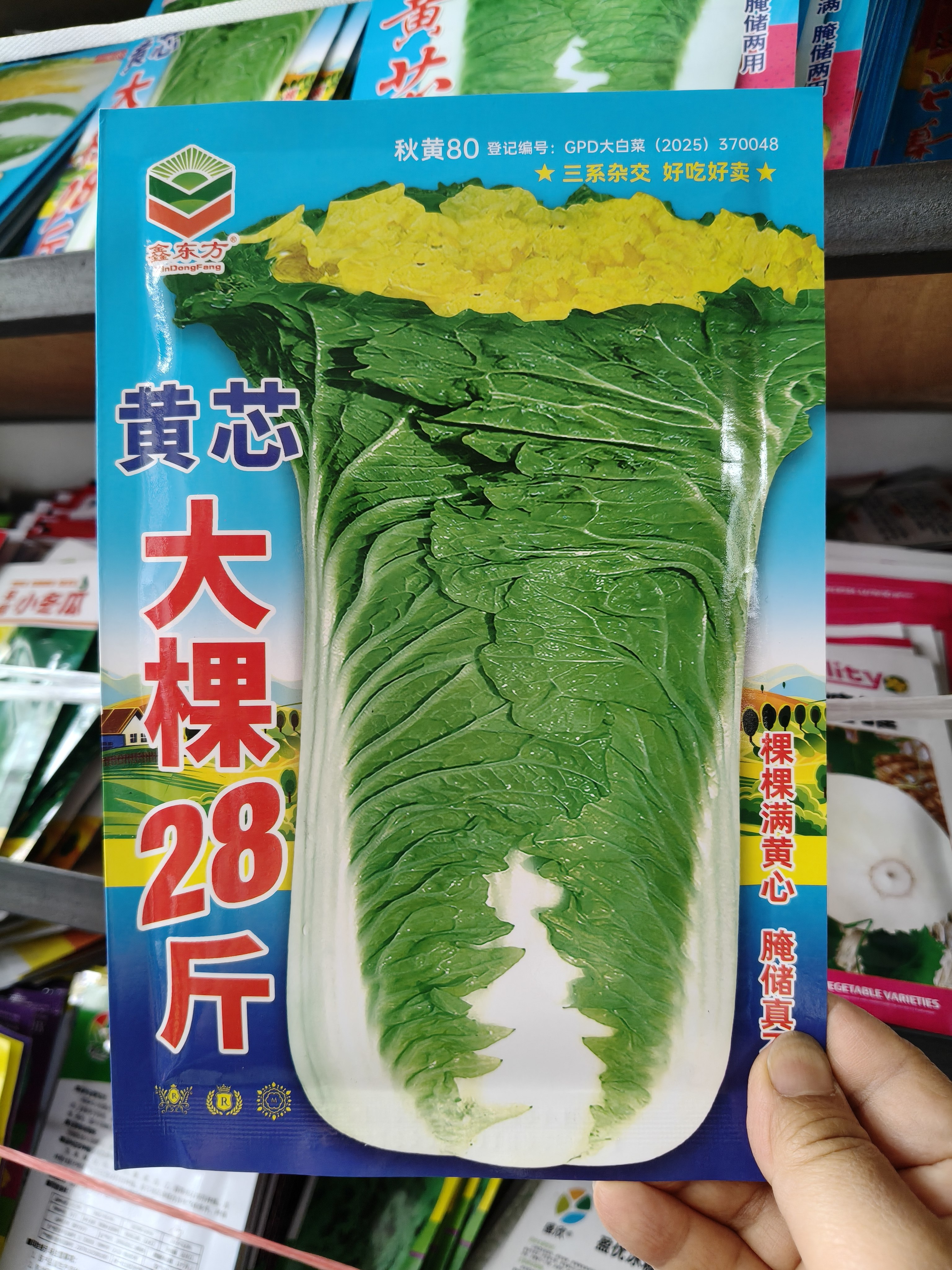 黄芯大棵菜28斤  腌酸菜白菜种子  棵大心满无丝三系杂交