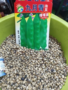 【九月青豆角种子】东北正宗油豆老品种九月青油豆包装随机发