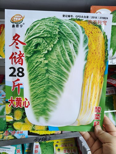 【冬储28斤大黄心白菜种子】三系杂交东北大白菜种子腌储两用