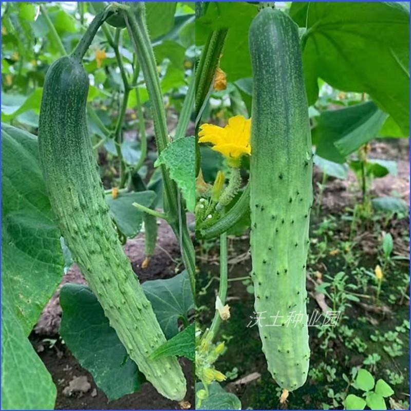 【正宗五常山河白黄瓜种子】绿瓤绿肉,农用物资,蔬菜种子/种苗,淘宝优惠券,粉丝福利购,淘宝优惠卷