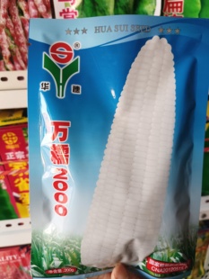 万糯2000糯玉米种子  华穗正品大棒皮薄无渣香甜可口