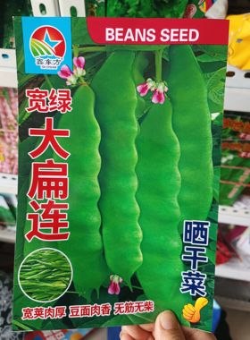 宽率大扁连油豆角种子晒豆角丝豆角籽搭架扁莲子架油豆纯绿色