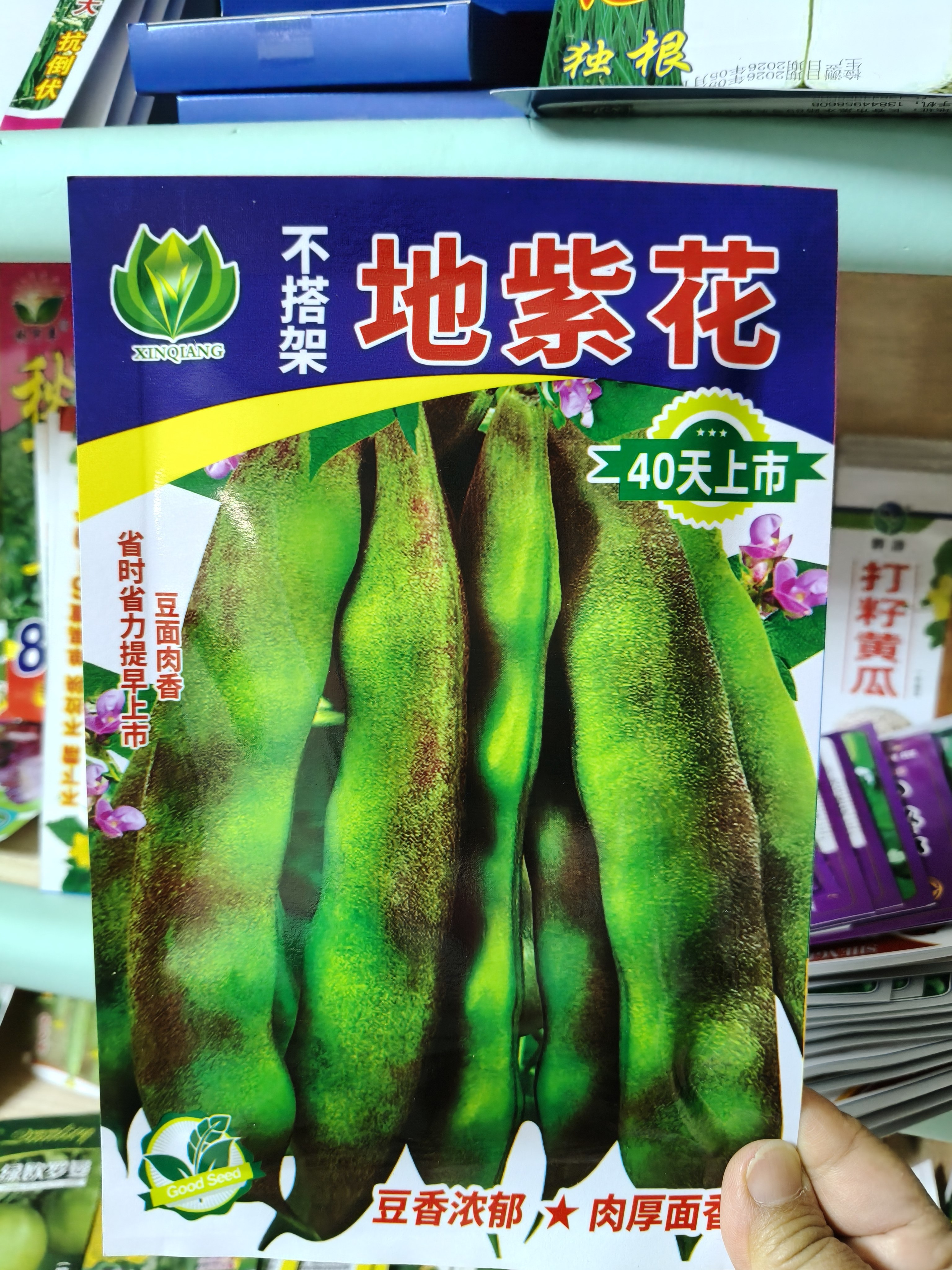 不搭架【地紫花油豆种子】无架豆角种子四季豆