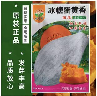 【冰糖蛋黄香南瓜种子】干面香甜杂交品种新疆南瓜种子