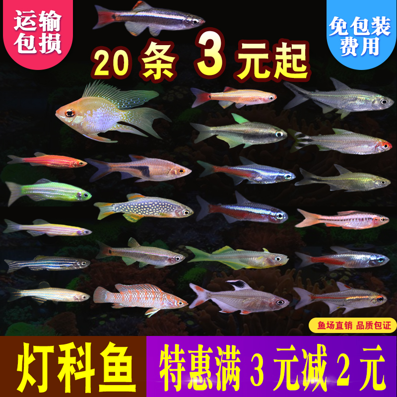 红绿灯鱼宝莲灯淡水小型鱼红鼻剪刀灯科活体热带观赏斑马孔雀群游