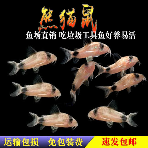 熊猫鼠鱼小型热带鱼底栖工具清洁吃屎清理垃圾鱼小老鼠宠物鱼活体