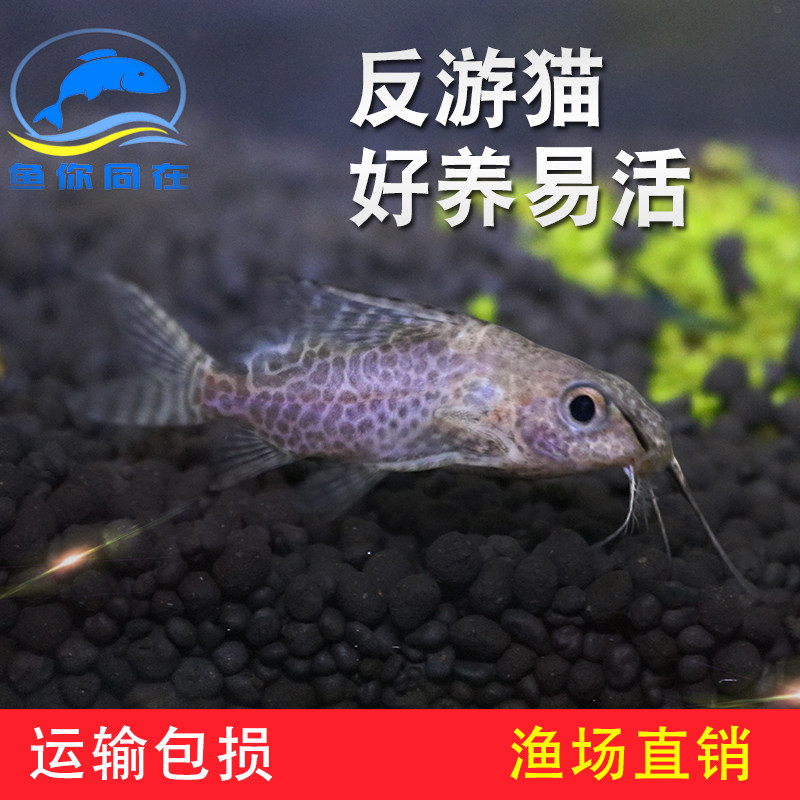 反游猫 倒游猫 猫鱼热带鱼观赏鱼水族宠物活体鱼吃垃圾淡水鱼包活