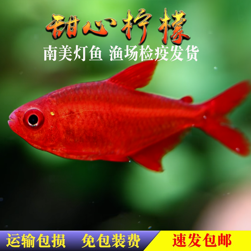 甜心柠檬灯鱼巴西南美灯鱼超级甜心柠檬热带观赏水草缸群游活体