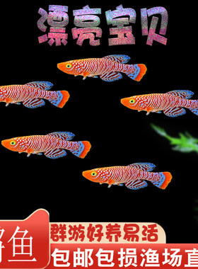 鳉鱼热带鱼漂亮宝贝鱼