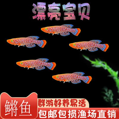 鳉鱼热带鱼漂亮宝贝鱼