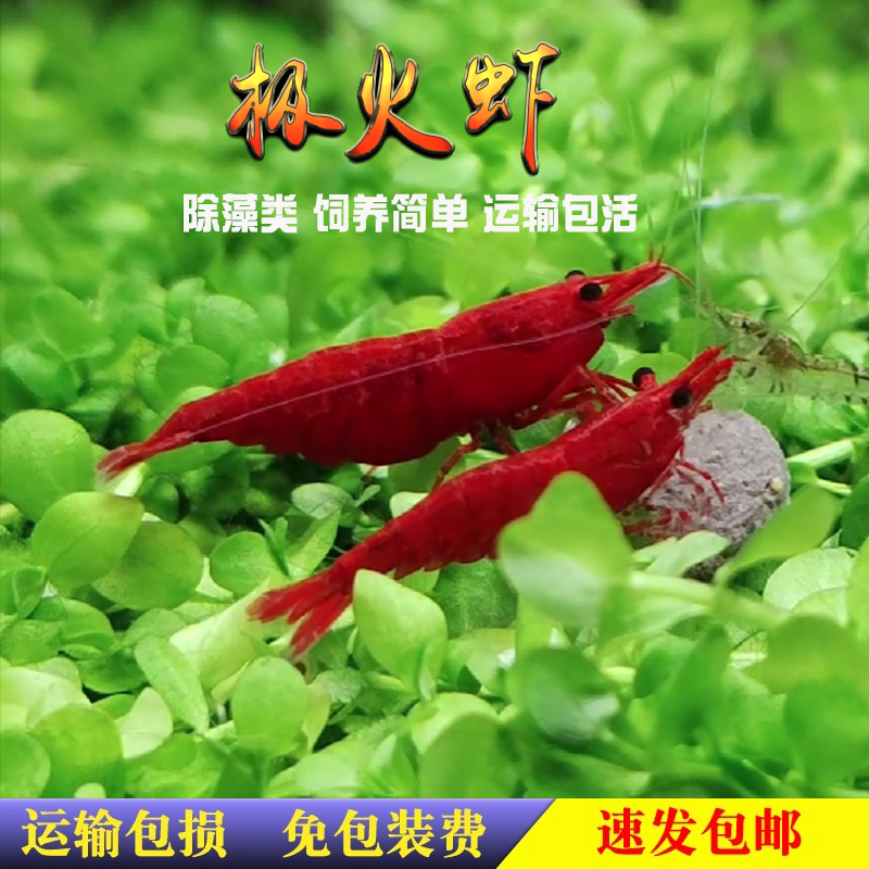 极火虾急火虾烤漆除藻工具虾观赏虾草缸