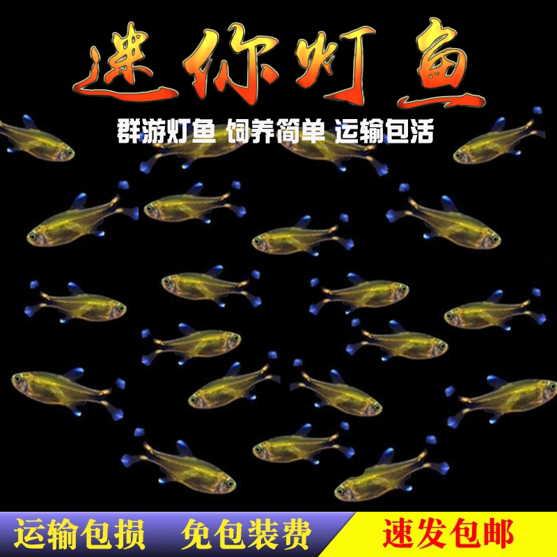 迷你灯鱼满天星银尖灯科小鱼热带观赏鱼活体群游草缸水族小型鱼