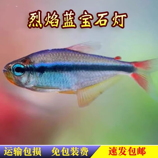 烈焰蓝宝石可卡灯鱼南美进口高端灯鱼稀有淡水鱼草缸群游鱼包邮