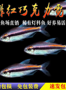 绯红巧克力霓虹小型灯鱼热带鱼南美高端草缸鱼观赏鱼