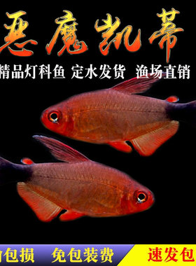 恶魔凯蒂高端灯鱼蝴蝶凯蒂紫衣凯蒂宝狮灯南美草缸小型热带观赏鱼