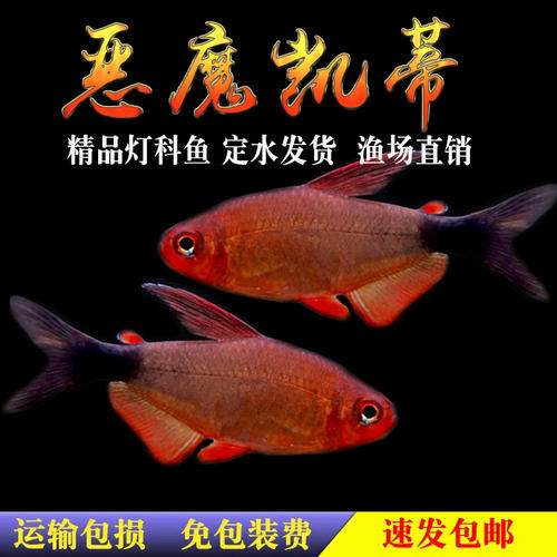 恶魔凯蒂高端灯鱼蝴蝶凯蒂紫衣凯蒂宝狮灯南美草缸小型热带观赏鱼