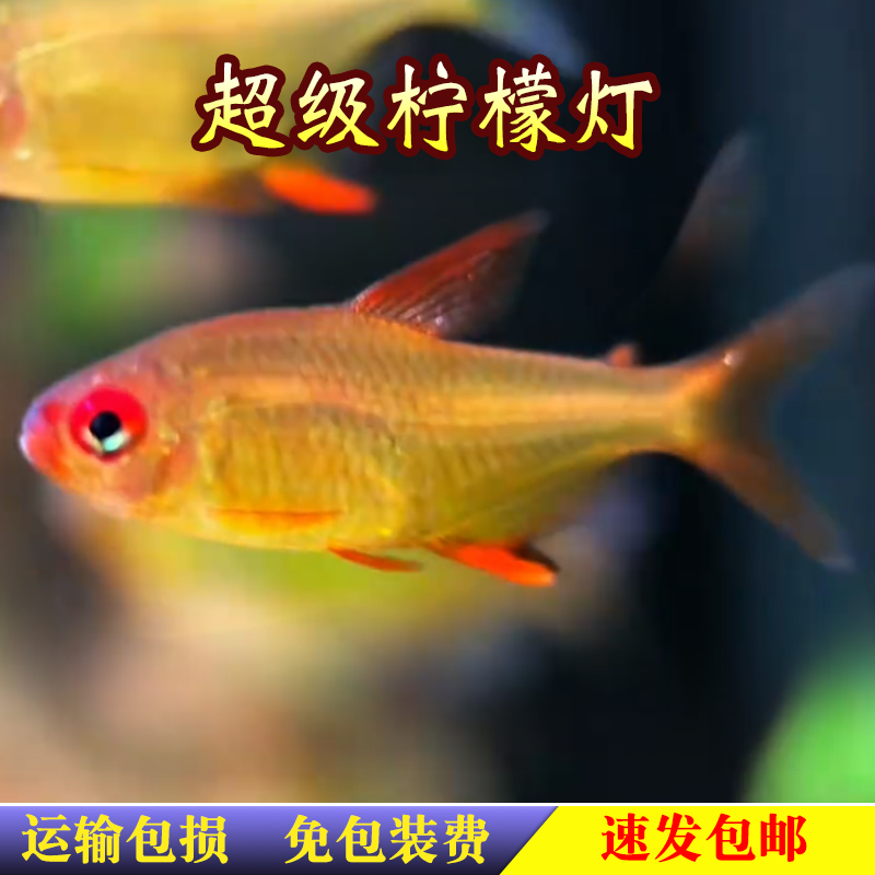 超级柠檬灯鱼南美中高端灯科鱼热带鱼淡水观赏鱼甜心黄翅柠檬活体