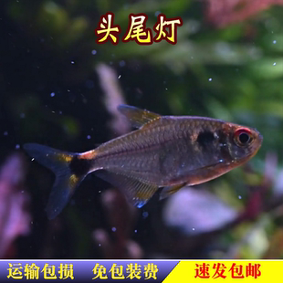 头尾灯鱼电灯鱼小型灯科水草缸群游小鱼红绿热带鱼新手观赏活体