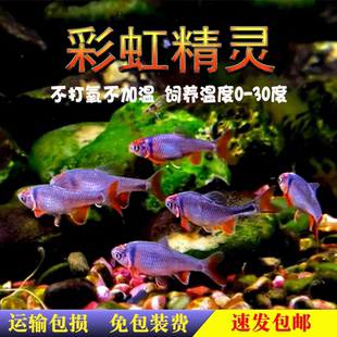 彩虹精灵鱼原生冷水鱼卢伦真小鲤北美原生耐寒群游宠物观赏鱼活体
