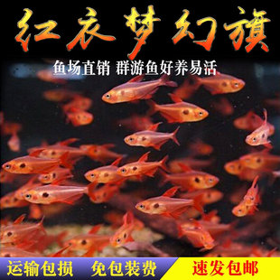 红衣梦幻旗玫瑰扯旗灯鱼热带观赏活体鱼小型草缸群游鱼黑尾大勾鱼