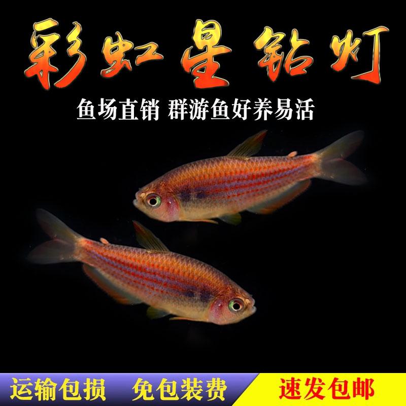 南美灯鱼彩虹星钻灯鱼观赏鱼