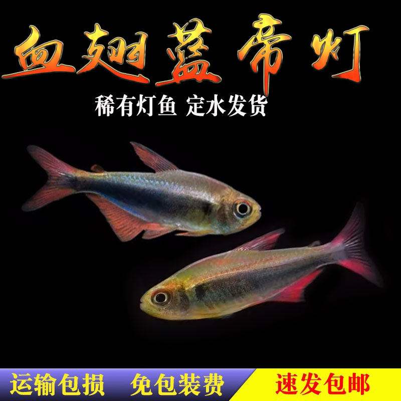 血翅蓝帝灯帝王灯黑帝王灯黑灯鱼蓝国王灯彩虹帝王灯淡水鱼灯科鱼