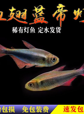 血翅蓝帝灯帝王灯黑帝王灯黑灯鱼蓝国王灯彩虹帝王灯淡水鱼灯科鱼