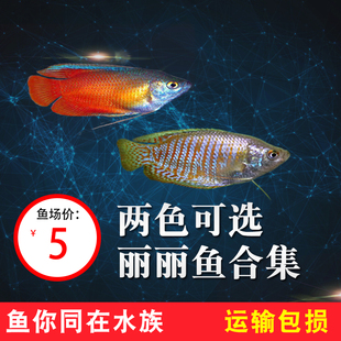 五彩丽丽鱼活体血红丽丽鱼热带鱼观赏鱼活体淡水鱼珍珠马甲鱼活体